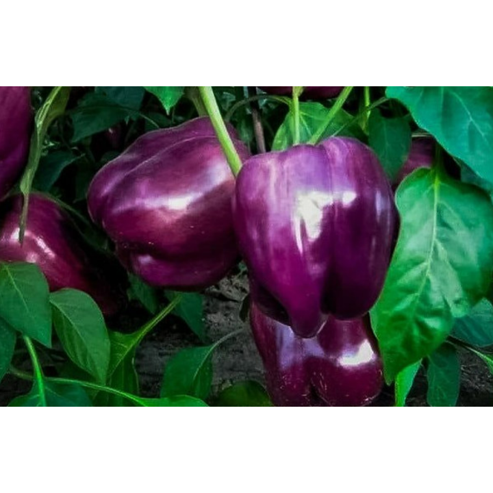 Capsicum Purple Bell Seeds