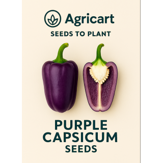 Capsicum Purple Bell Seeds