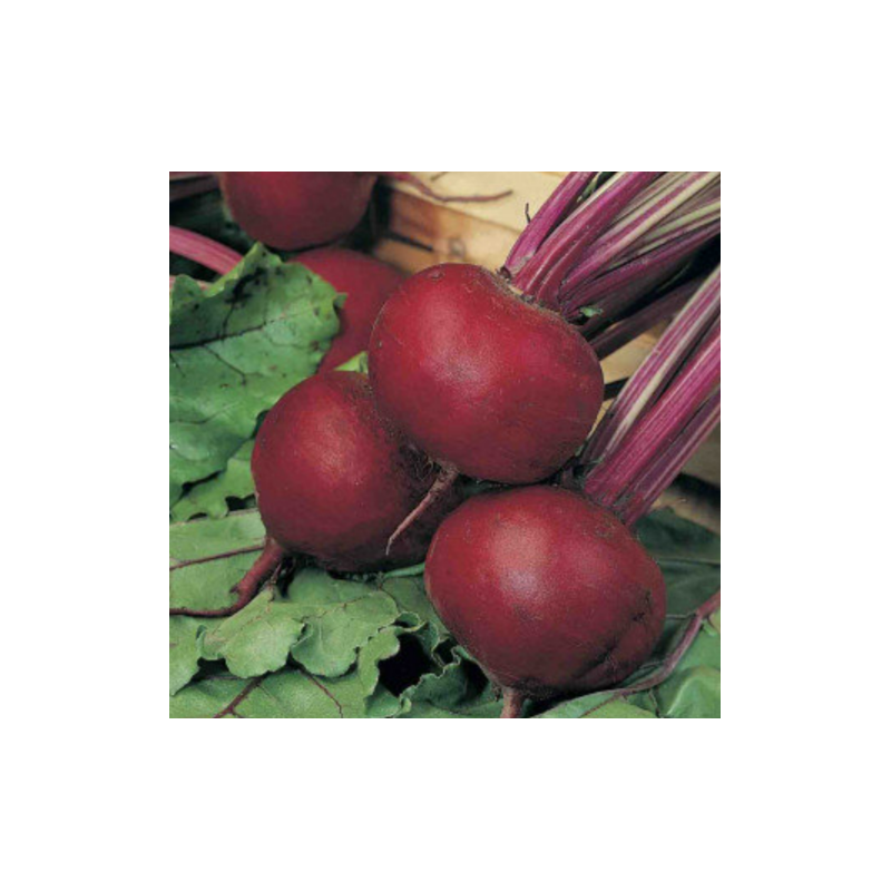 Beetroot (Chukander) Seeds