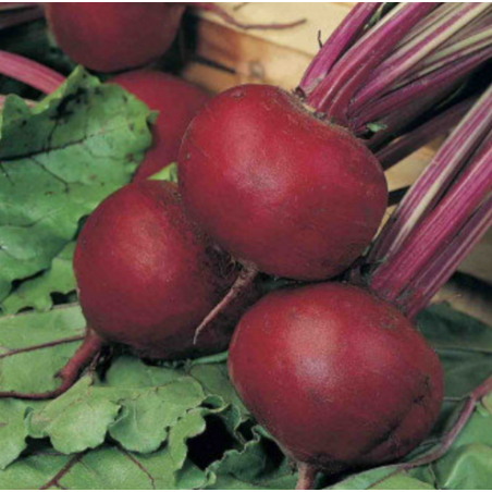 Beetroot (Chukander) Seeds
