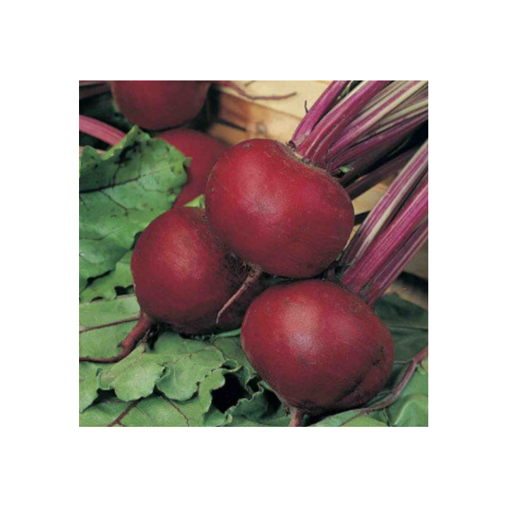 Beetroot (Chukander) Seeds