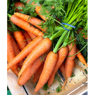 Carrot Orange Nantes