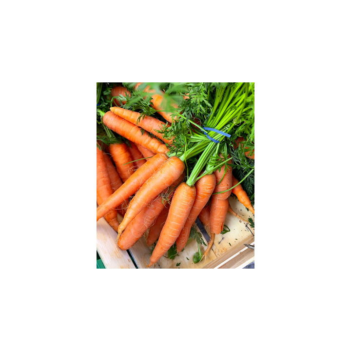 Carrot Orange Nantes