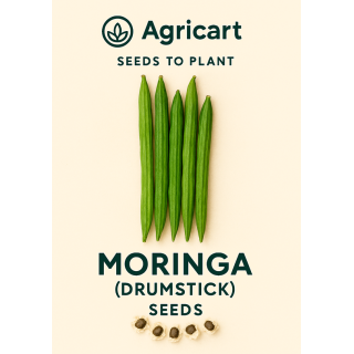 Drumsticks (Moringa) Seeds
