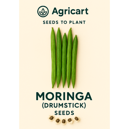 Drumsticks (Moringa) Seeds