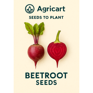 Beetroot (Chukander) Seeds