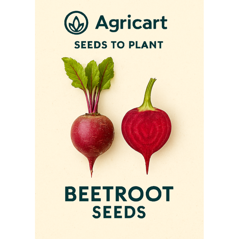 Beetroot (Chukander) Seeds