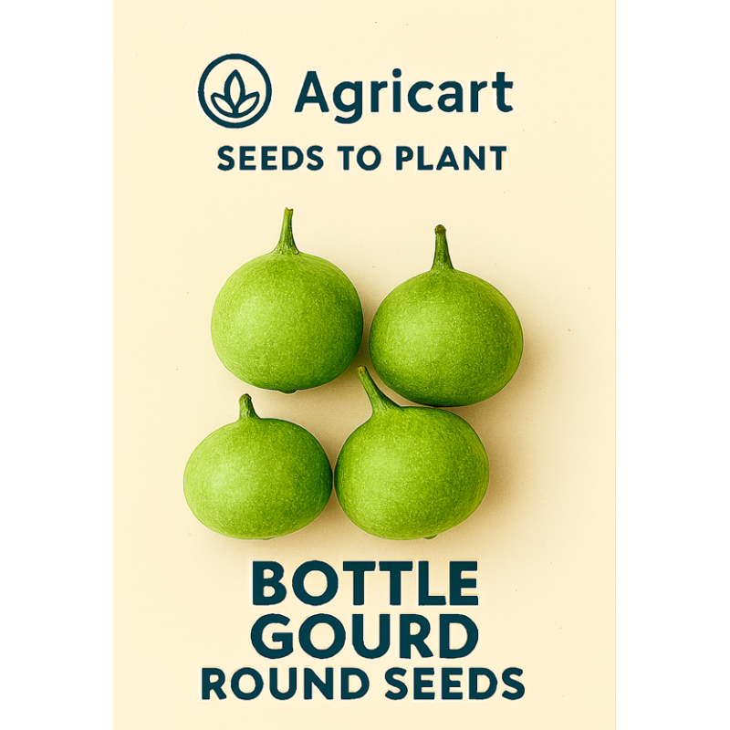 Bottle Gourd Round