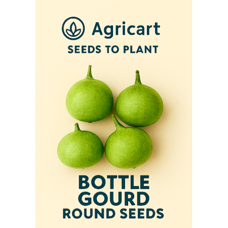 Bottle Gourd Round