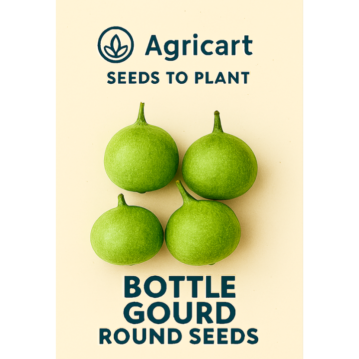 Bottle Gourd Round