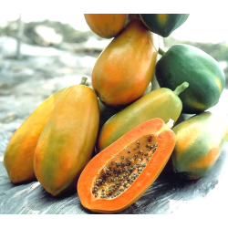 Papaya Seeds 2