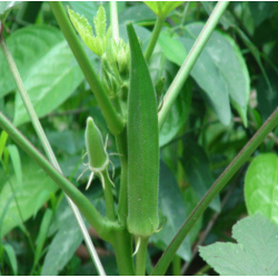 Okra (Bhindi) Seeds 2