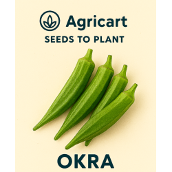 Okra (Bhindi) Seeds