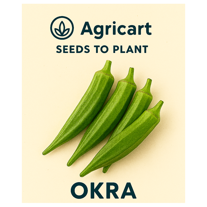 Okra (Bhindi) Seeds