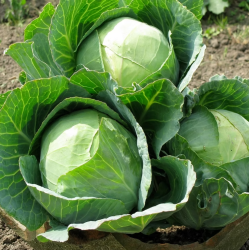 Cabbage Golden Acre Seeds