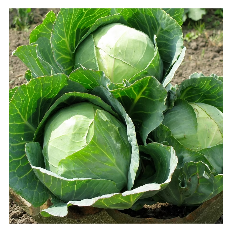 Cabbage Golden Acre Seeds