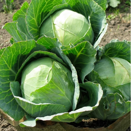 Cabbage Golden Acre Seeds