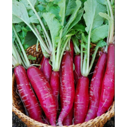 Radish Red Long Seeds 2