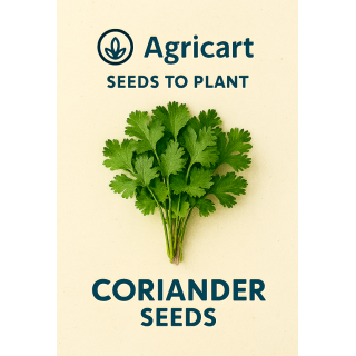 Coriander Seeds