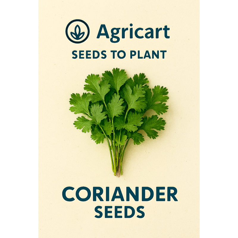 Coriander Seeds