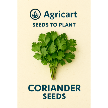 Coriander Seeds