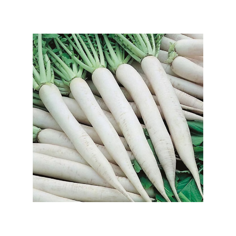 Radish Seeds (White)
