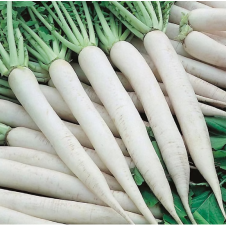 Radish Seeds (White)