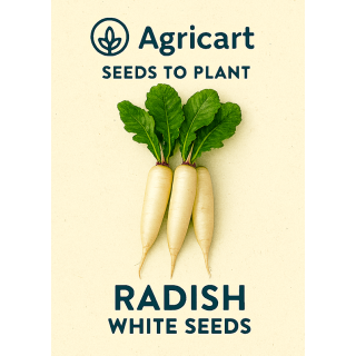 Radish Seeds (White)
