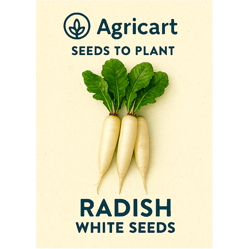 Radish Seeds (White)