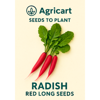 Radish Red Long Seeds