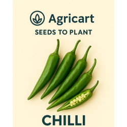 Chilli (Mirch) Seeds