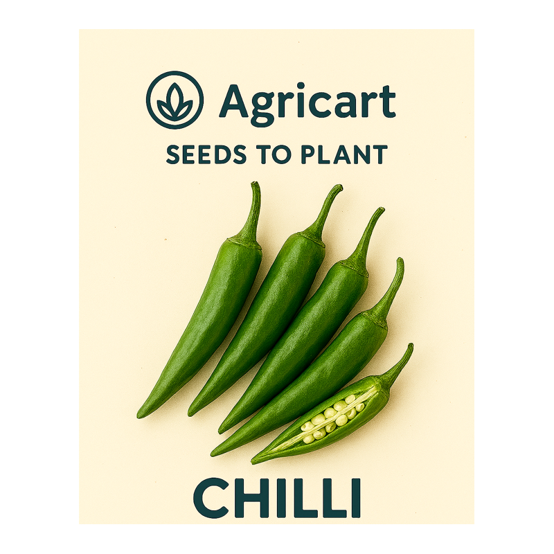 Chilli (Mirch) Seeds