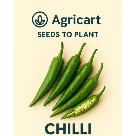 Chilli (Mirch) Seeds