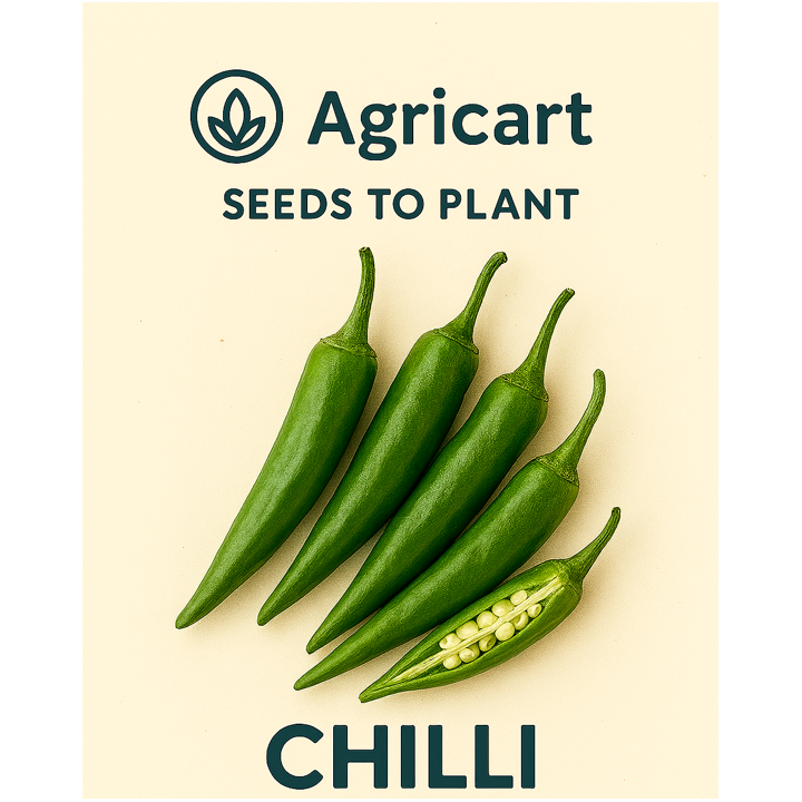 Chilli (Mirch) Seeds