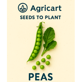 Peas (Matter) seeds