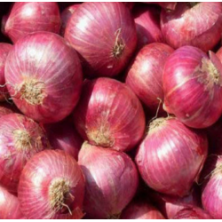 Onions Seeds (Red) 2