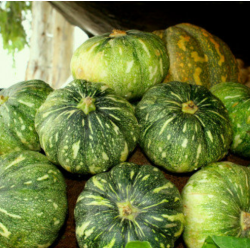 Pumpkin Seeds 2