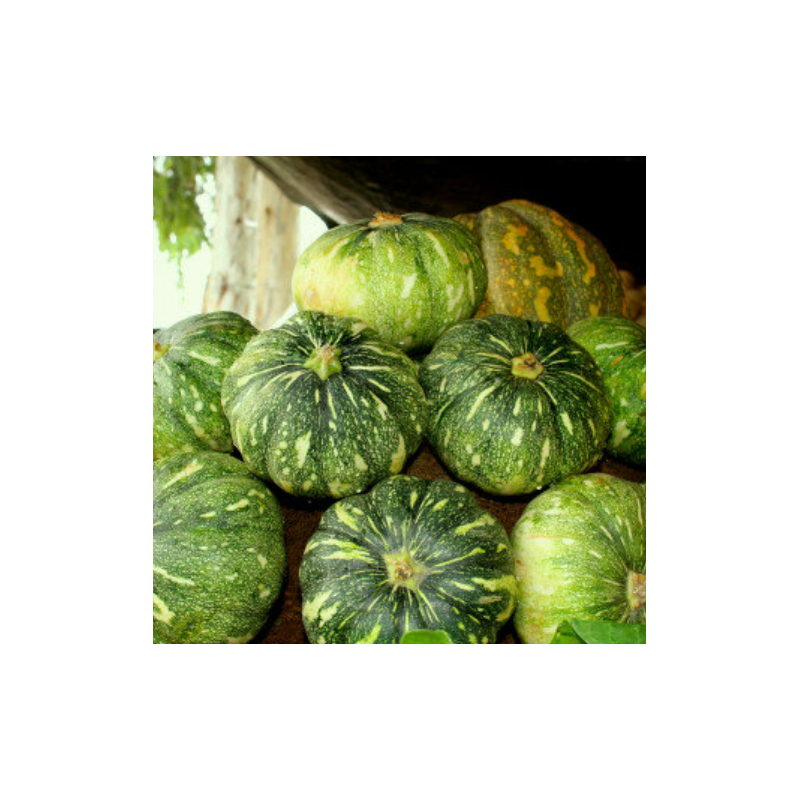 Pumpkin Seeds